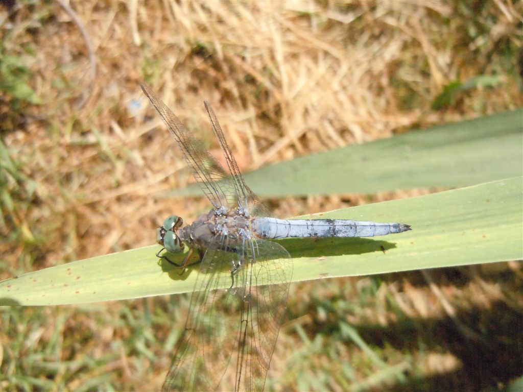 Orthetrum??